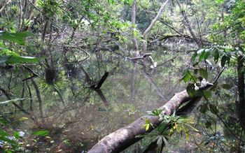 Frog pond on Cat Ba National park